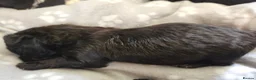 Shihpoo dogs for sale: Shihpoo puppies in Swadlincote - Advert 9