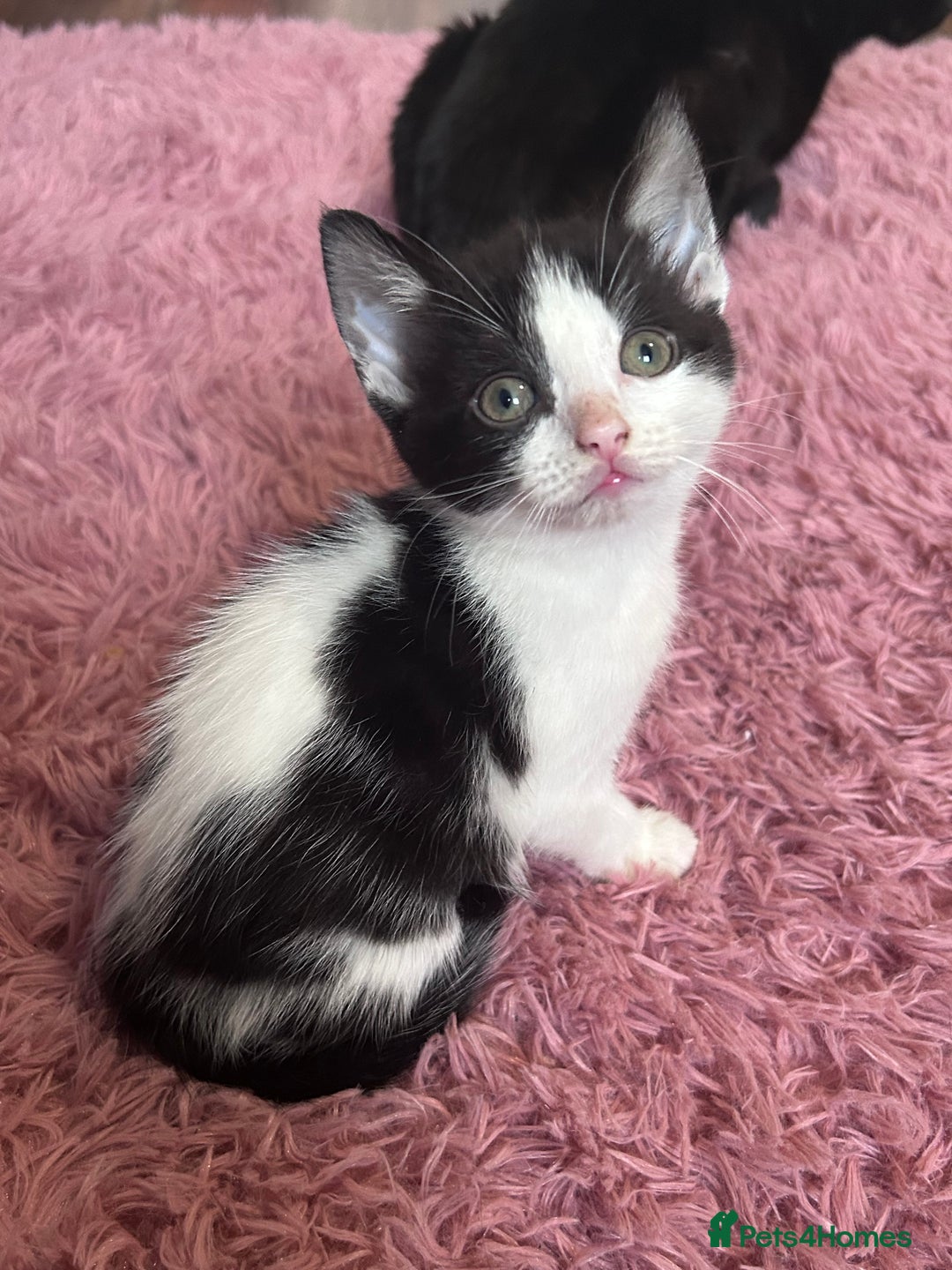 Mixed Breed cats for sale: Beautiful kittens looking for a forever home - Image 4