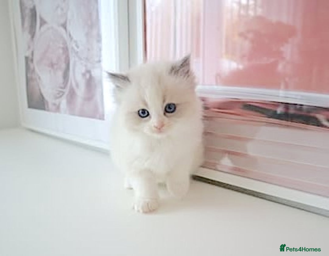 Ragdoll cats for sale: INDOOR FULL PEDIGREE RAGDOLL KITTENS - Advert 34