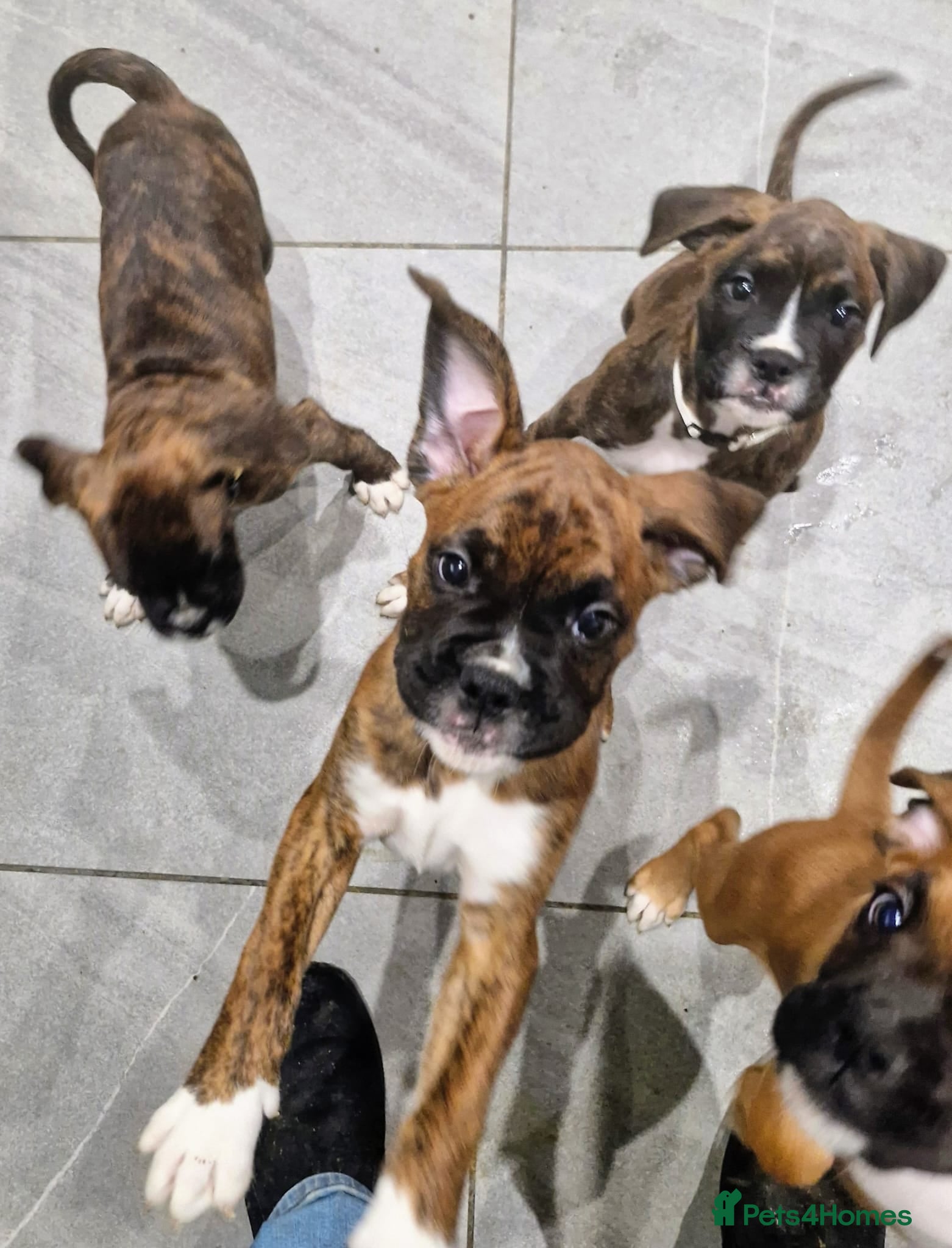 Boxer dogs Beautiful Pedigree Boxer Pups - Advert 1