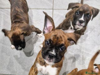 Boxer dogs Beautiful Pedigree Boxer Pups - Advert 2
