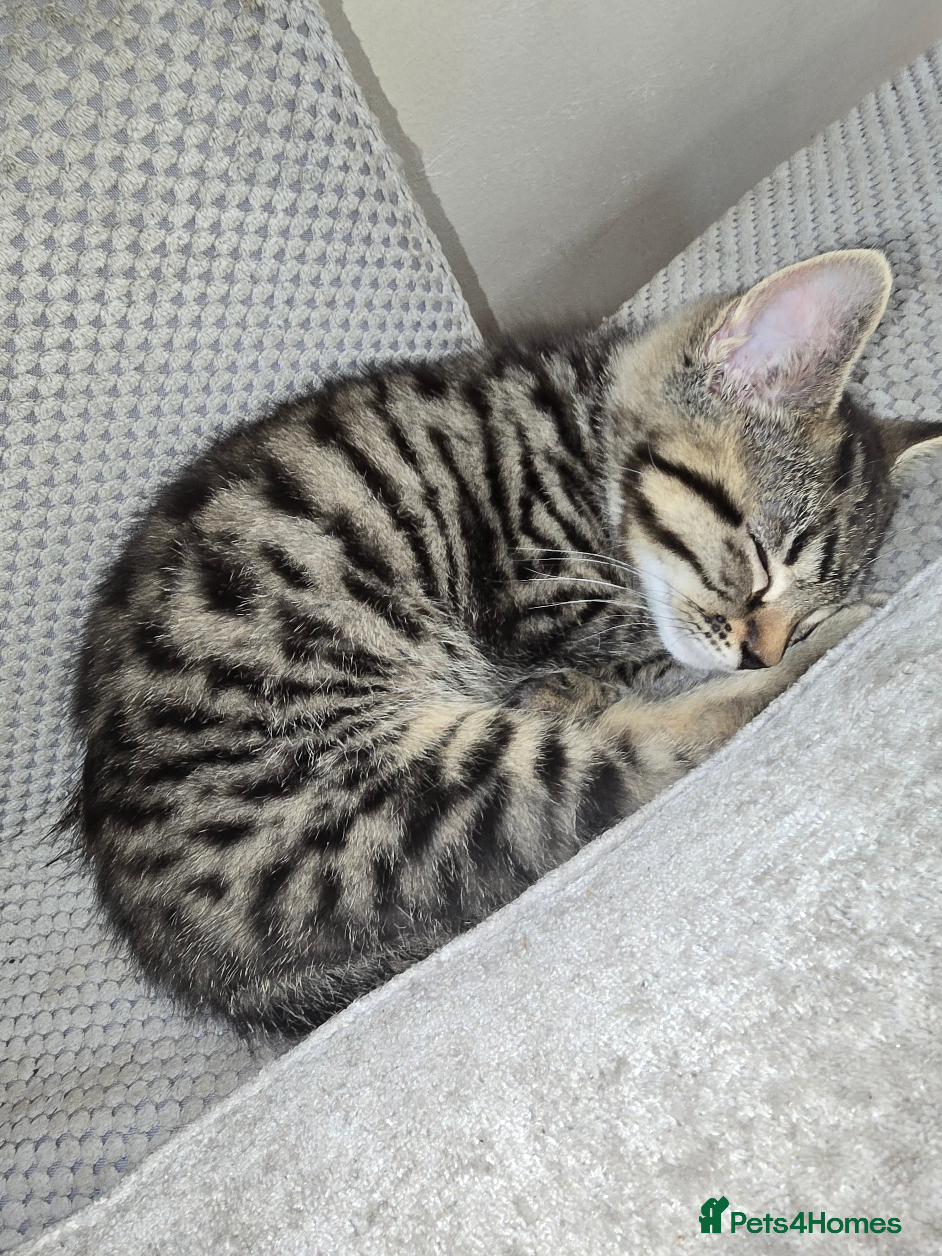 Mixed Breed cats Mixed Breed Kittens Ready Now – 5 Available - Advert 2