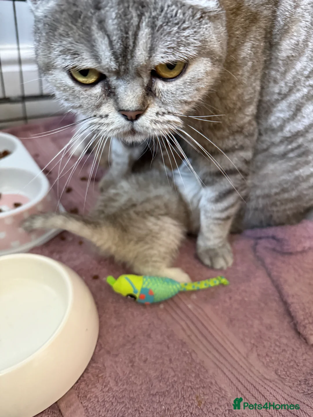 Scottish Fold cats for sale: Scotish Fold / Scotish straight - Advert 8