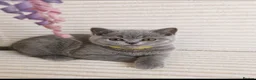 British Shorthair cats for sale: Our Little British Treasures  - Advert 6