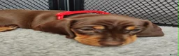 Miniature Dachshund dogs for sale: Beautiful home-reared Miniature Dachshund Puppies - Advert 33