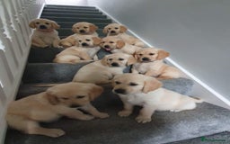 Golden Retriever dogs for stud: Duke, Proven KC registered  for stud. in Faringdon - Image 8