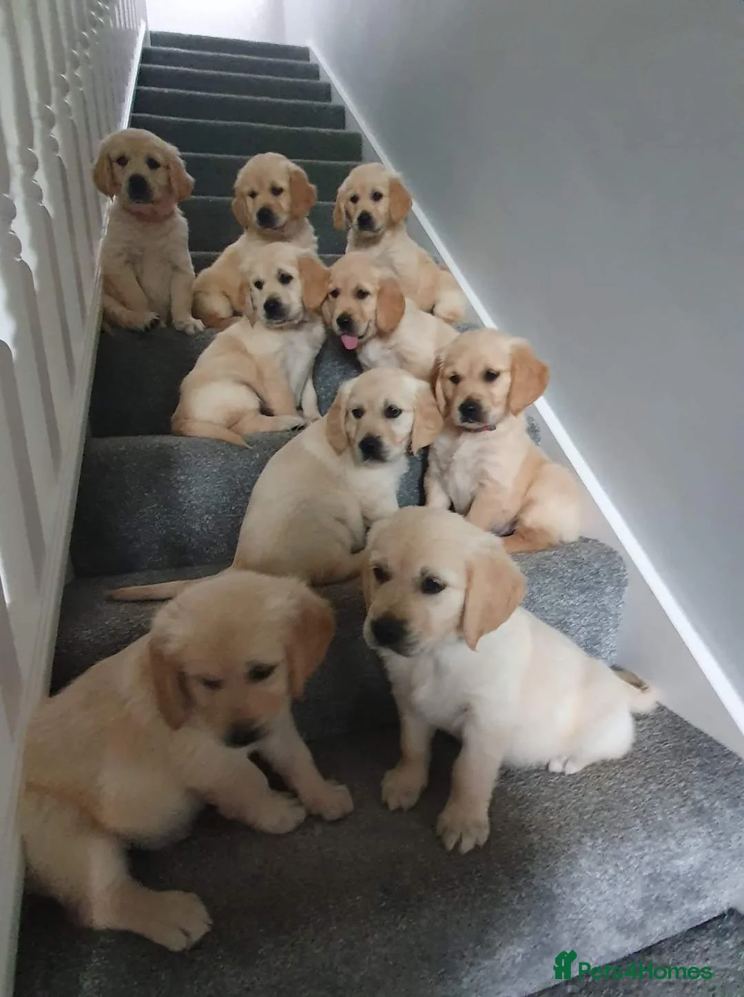 Golden Retriever dogs for stud: Duke, Proven KC registered  for stud. in Faringdon - Advert 8