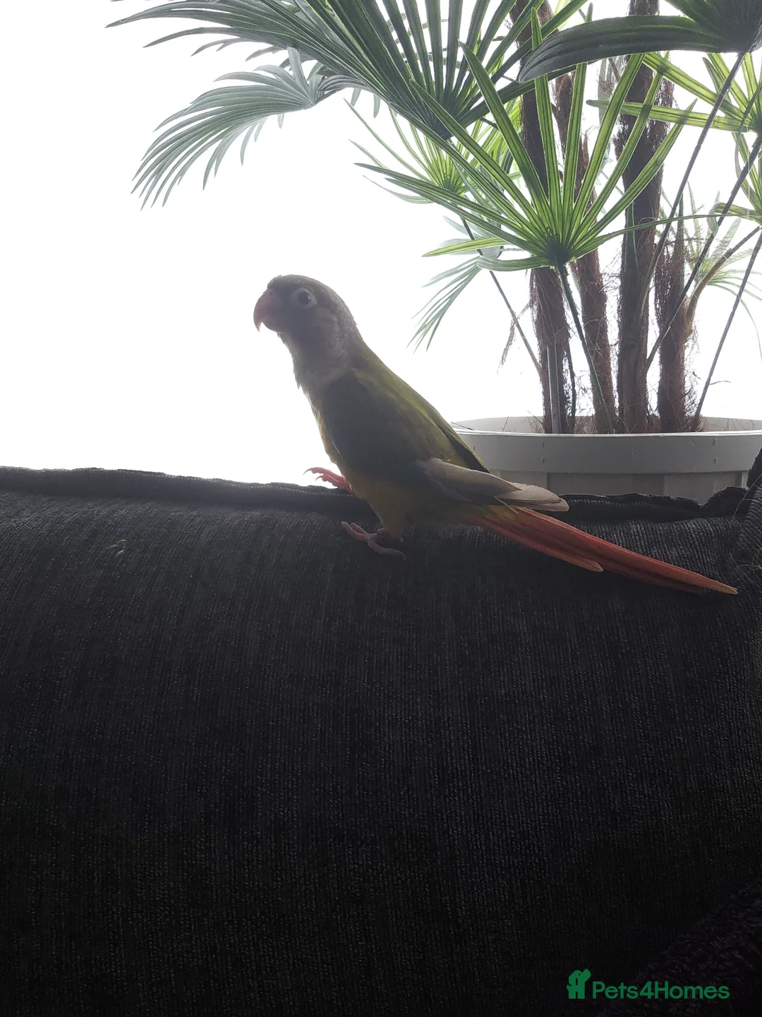 Conures birds for sale: Green cheek conure for sale - Advert 2