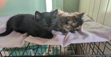 Mixed Breed cats - Advert 12