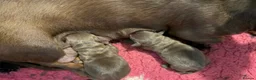 Miniature Dachshund dogs for sale: Miniature dachshund puppies - Advert 3