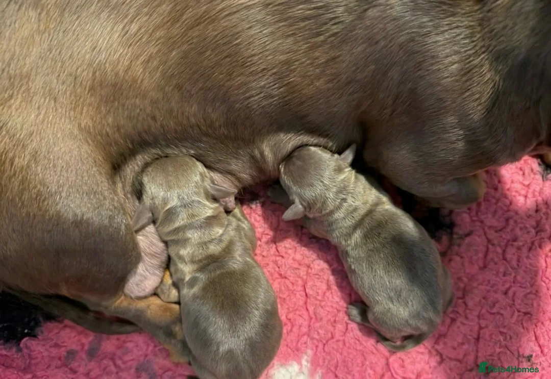 Miniature Dachshund dogs for sale: Miniature dachshund puppies - Advert 3