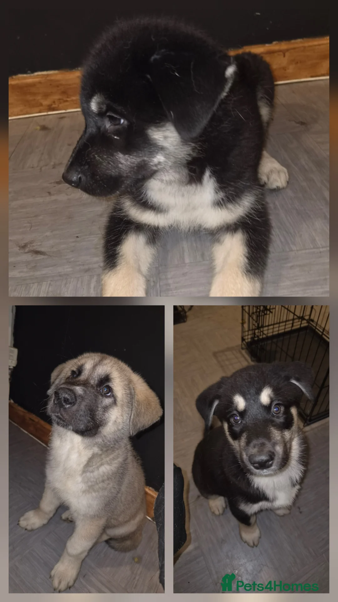 Huskita dogs for sale: Beautiful Huskita puppies - Advert 1