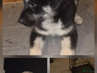 Huskita dogs Beautiful Huskita puppies - Advert 16