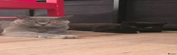 British Shorthair cats for sale: Gccf reg. British Shorthair Lilacs,Black - Advert 12
