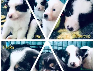 Border Collie dogs Beautiful Border Collie Puppies Classic Tricolour - Advert 3