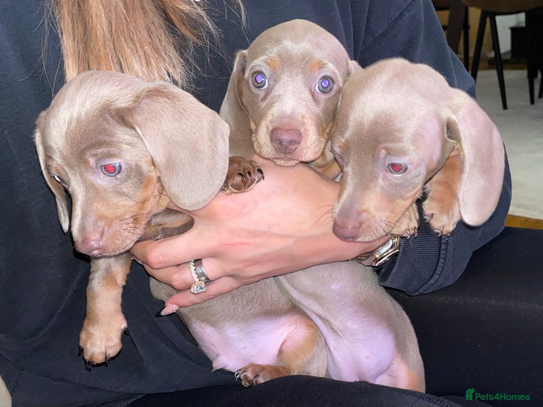 Miniature Dachshund dogs for sale: ❤️5 Mini Dachshunds ready for their new homes❤️ - Image 5