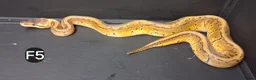 Python Snake reptiles for sale: Royal Pythons Male and Females  - Advert 6
