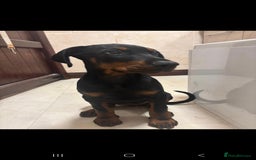 Dobermann dogs for sale: Female Doberman 14 weeks  - Image 2