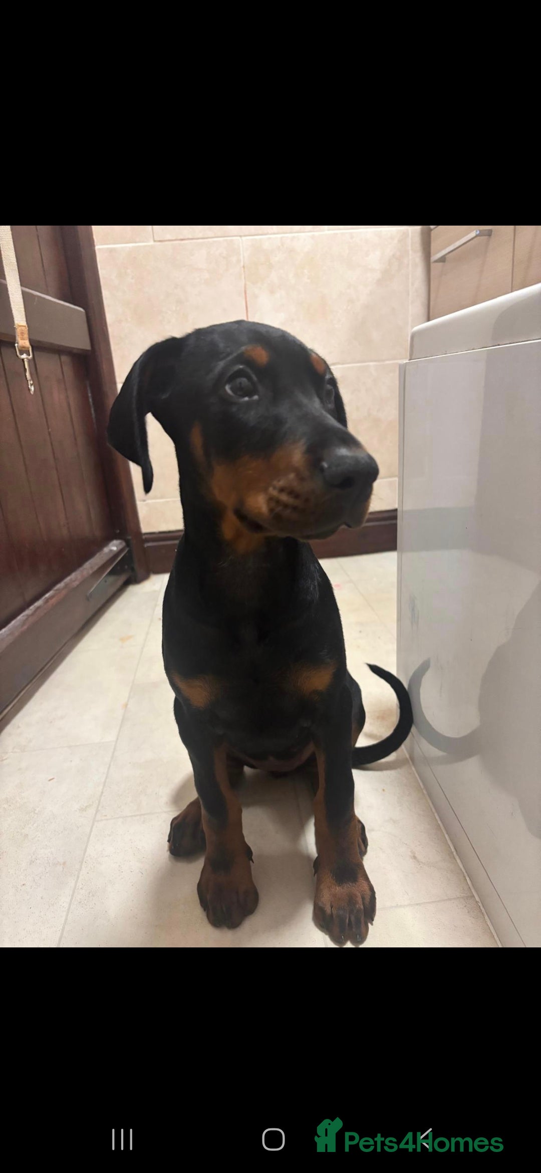 Dobermann dogs for sale: Female Doberman 14 weeks  - Image 2