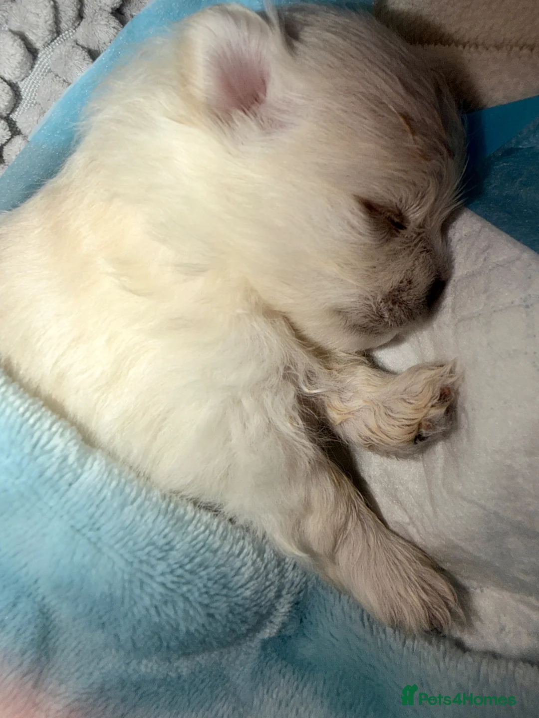 Pomeranian dogs for sale: 🌹Stunning KC white fluffy boy for a loving home🌹 - Advert 2