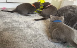 Russian Blue cats for sale: Russian Blue Kittens  - Image 33
