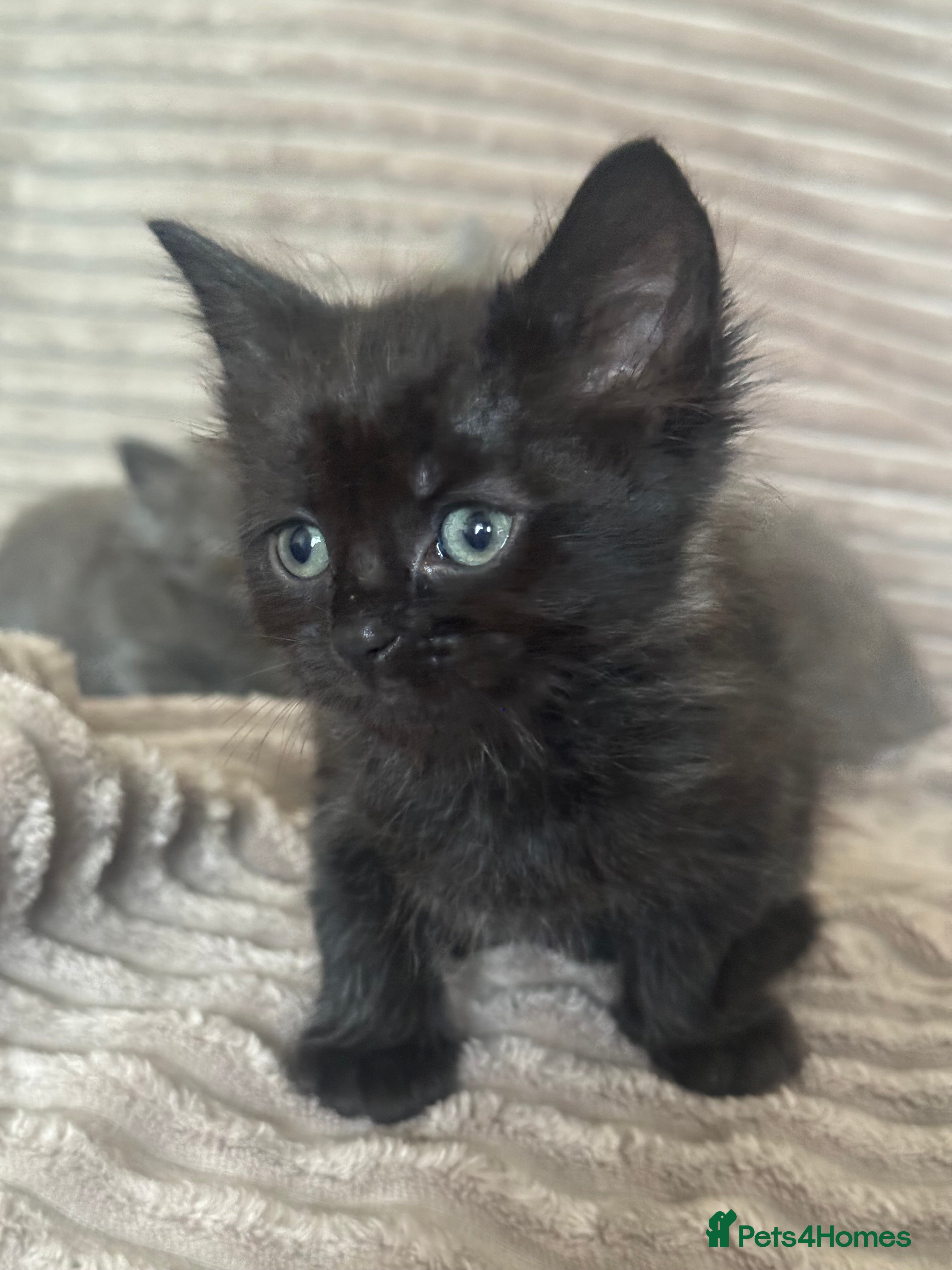 Maine Coon cats Maine Coon Cross | Ready Now | £175 This Week Only - Advert 4