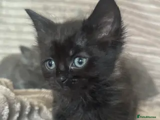 Maine Coon cats Maine Coon Cross | Ready Now | £175 This Week Only - Advert 12