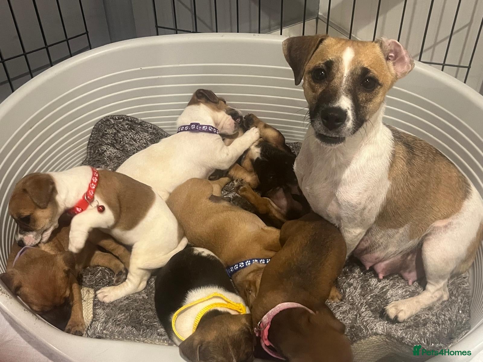 Jack Russell dogs Rainbow litter of Jack Russell’s - Advert 1