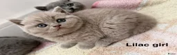 British Shorthair cats for sale: 💕🏅🏅CHAMP BLOOD BRITISH SHORT HAIR KITTENS🏅🏅💕 in Wakefield - Advert 16