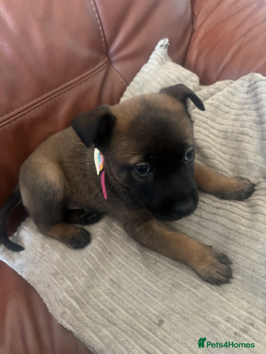 Belgian Shepherd Dog dogs for sale: Incredible Belgian malinois for sale - Advert 2