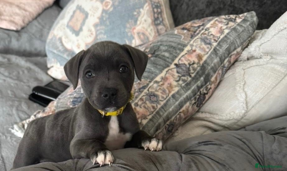 Staffordshire Bull Terrier dogs KC reg Blue staffordshire bull terrier puppies - Advert 10