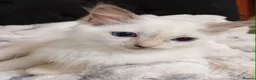 Ragdoll cats for sale: Female purebred RAGDOLLS - Advert 7