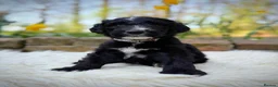 Sheepadoodle dogs for sale: F1 Sheepadoodle Puppies | 5* Licensed Breeder - Advert 36