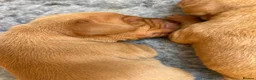 Hungarian Vizsla dogs for sale: 5 handsome hungarian vizsla puppies for sale - Advert 30