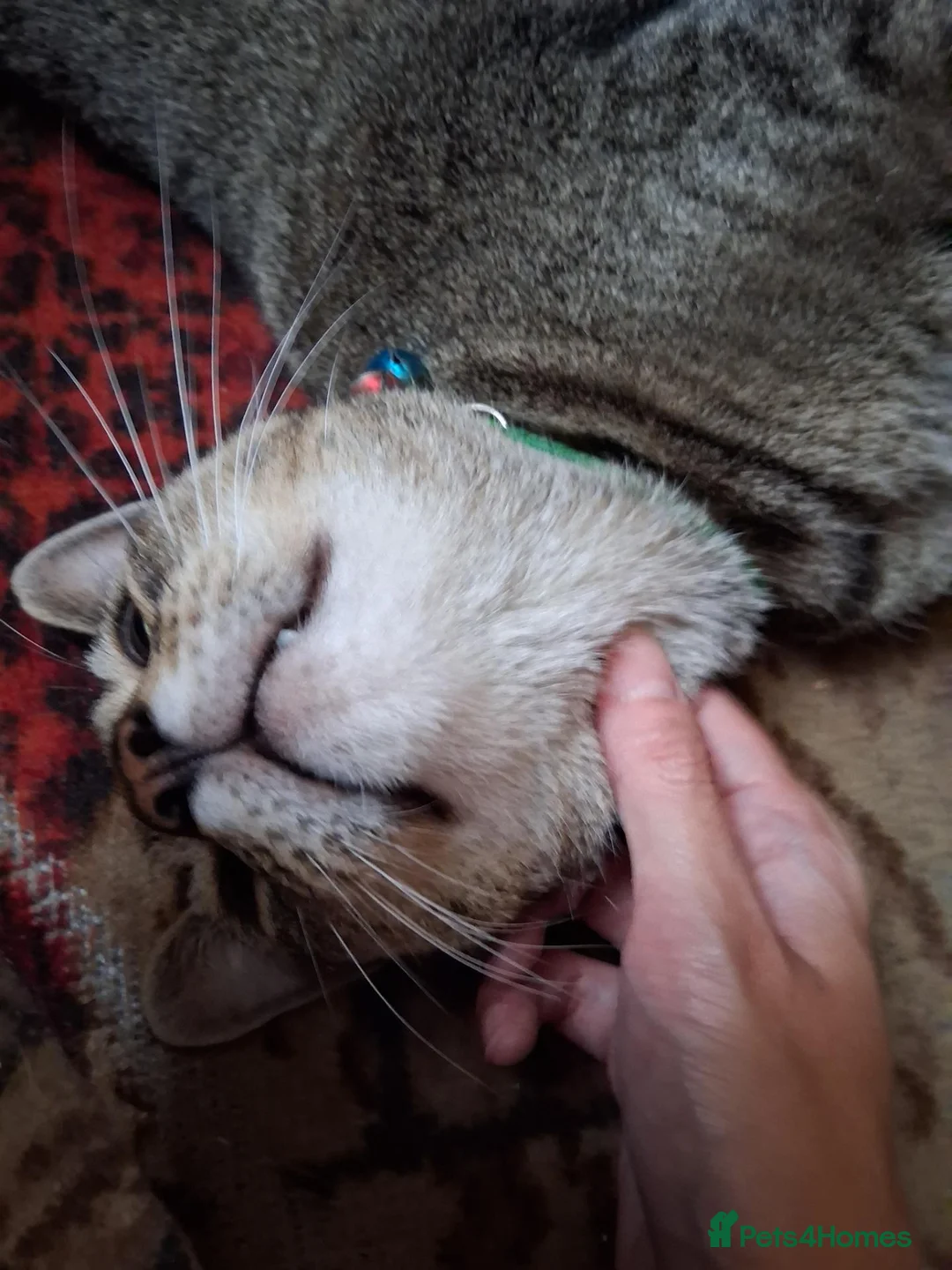 Mixed Breed cats for sale: Male cat 3.5 years old Tabby  in London - Advert 2