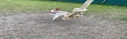 Jack Russell dogs for sale: Jack Russell  - Advert 4