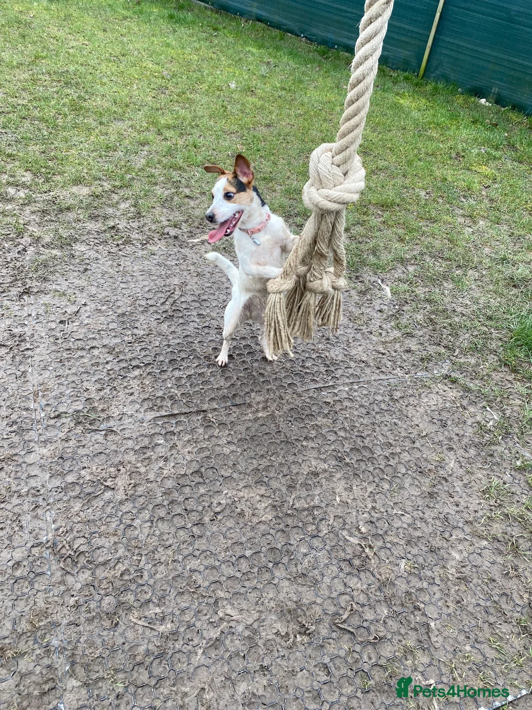 Jack Russell dogs for sale: Jack Russell  - Advert 4