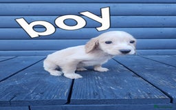 Cocker Spaniel dogs for sale: Cocker spaniels puppys  - Image 1