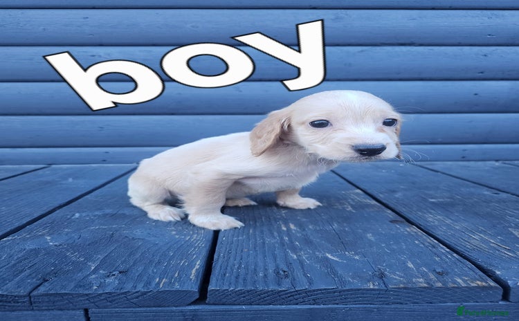 Cocker Spaniel dogs for sale - Advert 1