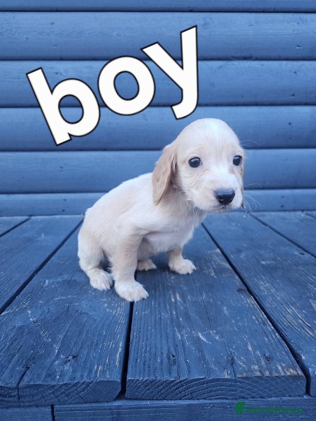 Cocker Spaniel dogs for sale: Cocker spaniels puppys  - Image 1