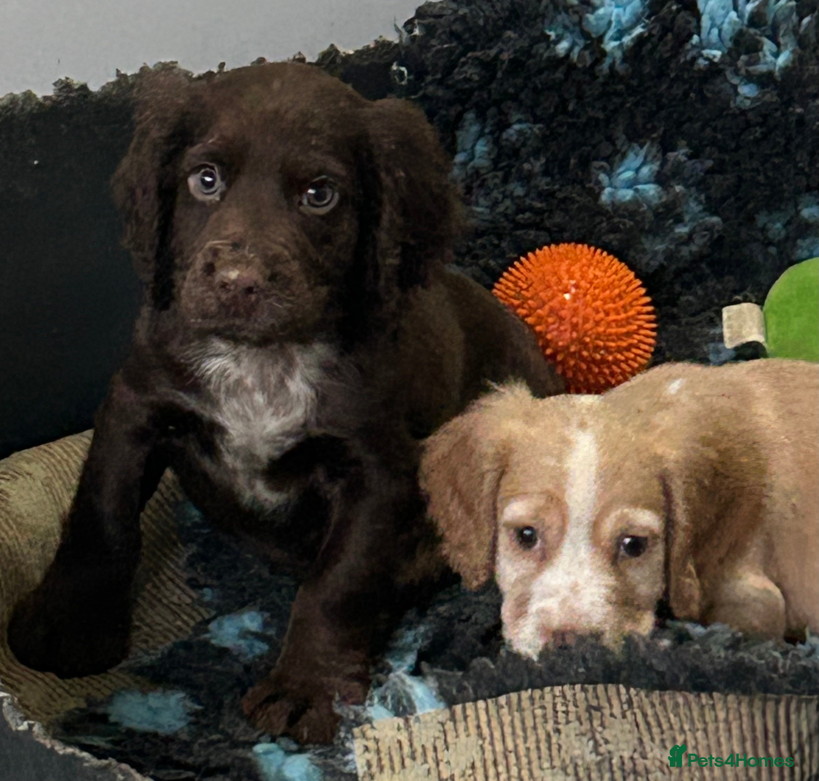 Cocker Spaniel dogs Health Tested KC Registered Working Cocker Spaniel - Advert 10