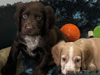 Cocker Spaniel dogs Health Tested KC Registered Working Cocker Spaniel - Advert 10