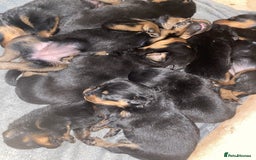 Rottweiler dogs for sale: Rottweiler puppies for sale.  - Image 2