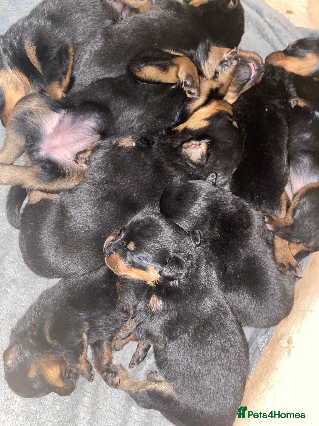 Rottweiler dogs for sale: Rottweiler puppies for sale.  - Image 2