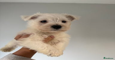 West Highland Terrier dogs - Advert 1