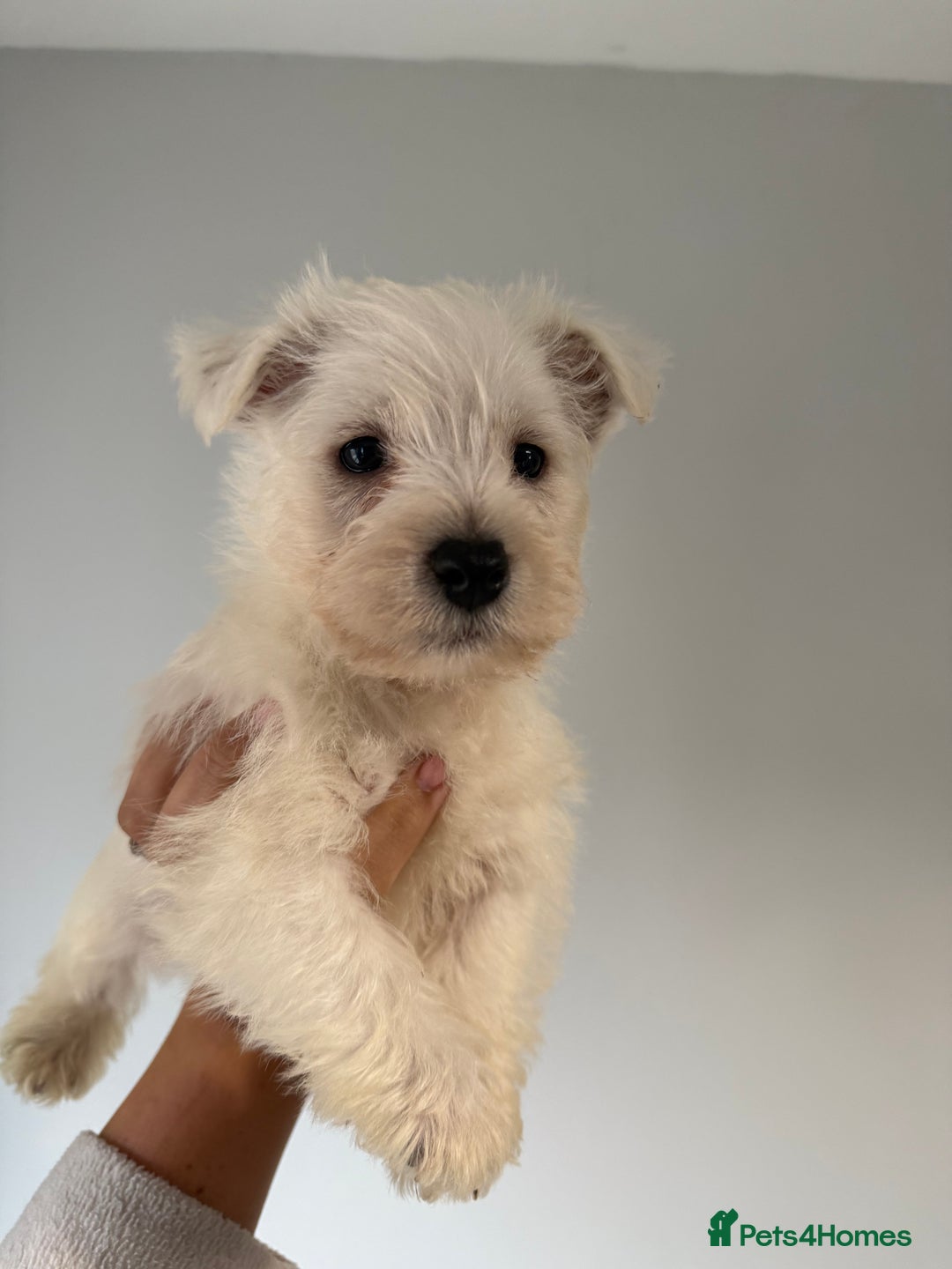 West Highland Terrier dogs for sale: Quality Westie Pups  - Image 2
