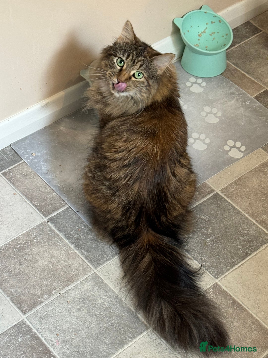 Siberian cats for sale: Siberian female cat neutered microchiped - Image 6
