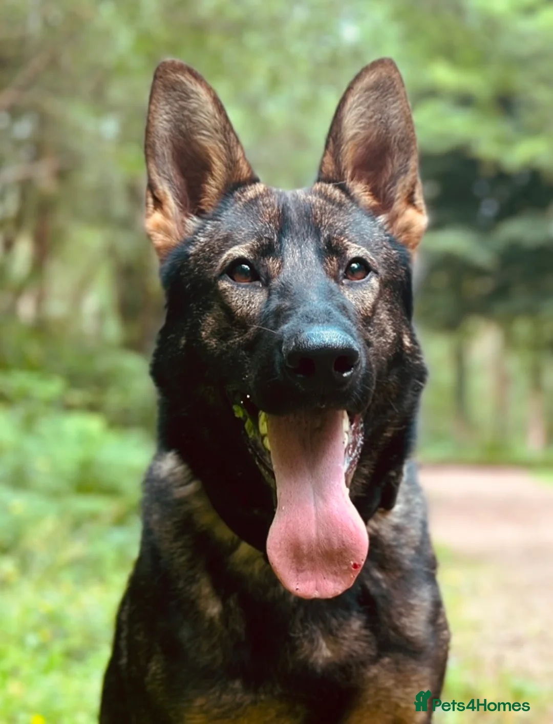 German Shepherd dogs for stud: Dark Sable German Shepherd for Stud in Monmouth - Advert 4