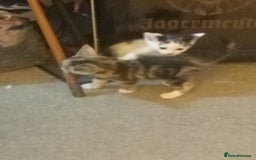 Mixed Breed cats for sale: Stunning British short hair x - Advert 3