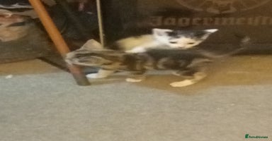 Mixed Breed cats Stunning British short hair x - Advert 13